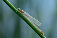 c0290. idlko vt (Ischnura elegans)