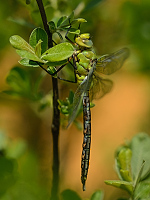 c0706 (2015)