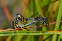c6277 (2015)
