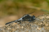 c8270 (2015)