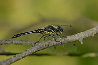 c8587 (2015)