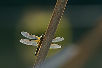 e1808. (2017)