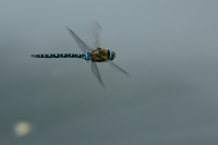 J1585. (2022)