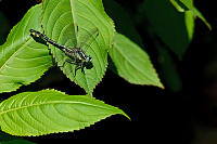 d0661. Klnatka obecn (Gomphus vulgatissimus)
