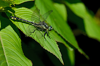 d0688. Klnatka obecn (Gomphus vulgatissimus)
