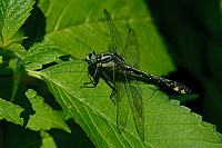 d0695. Klnatka obecn (Gomphus vulgatissimus)