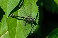 d0705. Klnatka obecn (Gomphus vulgatissimus)