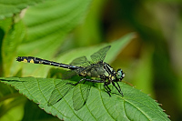 Klnatka obecn (Gomphus vulgatissimus)