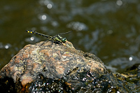 e1385. Klnatka obecn (Gomphus vulgatissimus)