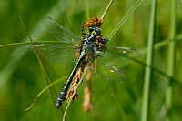 f1303. Klnatka obecn (Gomphus vulgatissimus)