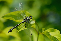 f1360. Klnatka obecn (Gomphus vulgatissimus)