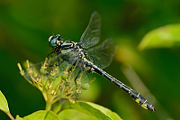 f1418. Klnatka obecn (Gomphus vulgatissimus)