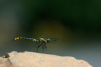 f1885. Klnatka obecn (Gomphus vulgatissimus)
