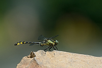 f1890. Klnatka obecn (Gomphus vulgatissimus)