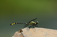 f1895. Klnatka obecn (Gomphus vulgatissimus)