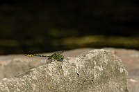 c8306 Klnatka rohat (Ophiogomphus cecilia)