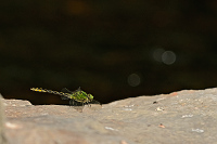 c8310 Klnatka rohat (Ophiogomphus cecilia)