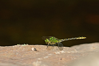 c8328 Klnatka rohat (Ophiogomphus cecilia)