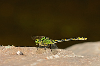 Klnatka rohat (Ophiogomphus cecilia)