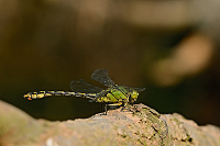 c9290. Klnatka rohat (Ophiogomphus cecilia)
