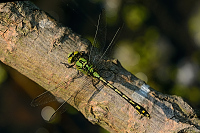 c9308. Klnatka rohat (Ophiogomphus cecilia)
