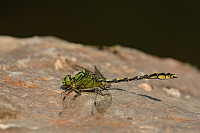 c9407. Klnatka rohat (Ophiogomphus cecilia)