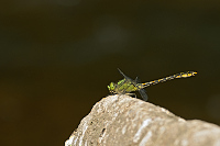 c9424. Klnatka rohat (Ophiogomphus cecilia)