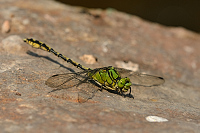 c9473. Klnatka rohat (Ophiogomphus cecilia)