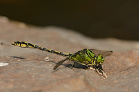 c9490. Klnatka rohat (Ophiogomphus cecilia)