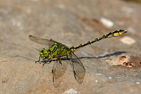 c9508. Klnatka rohat (Ophiogomphus cecilia)