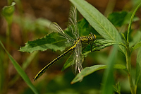 g1185. Kl�natka z�padn� (Gomphus pulchellus)