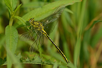 g1299. Kl�natka z�padn� (Gomphus pulchellus)