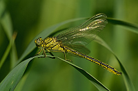 g1527. Kl�natka z�padn� (Gomphus pulchellus)