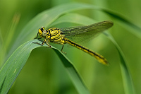 Klnatka zpadn (Gomphus pulchellus)