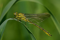 g1577. Kl�natka z�padn� (Gomphus pulchellus)