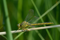 i1192. Kl�natka z�padn� (Gomphus pulchellus)
