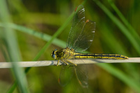 i1222. Kl�natka z�padn� (Gomphus pulchellus)