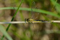 i1256. Kl�natka z�padn� (Gomphus pulchellus)