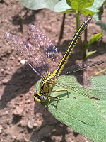 wp006. Kl�natka z�padn� (Gomphus pulchellus)