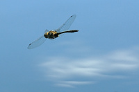 	A0122	 Lesklice mdn (Cordulia aenea)