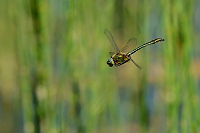 b1462 Lesklice mdn (Cordulia aenea)