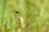 b3625. Lesklice skvrnit (Somatochlora flavomaculata)