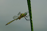 	A2582	 Lesklice zelenav (Somatochlora metallica)