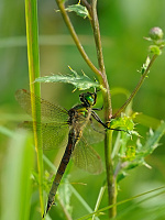 	A4374	 Lesklice zelenav (Somatochlora metallica)