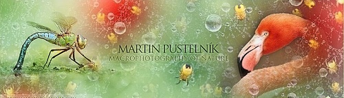 Martin Pustelník - www.martinpustelnik.com