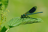 Motlice leskl (Calopteryx splendens)