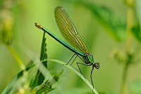 	A1735	 Motlice leskl (Calopteryx splendens)