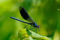 	A1771	 Motlice leskl (Calopteryx splendens)