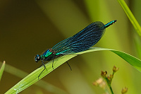 	A2464	 Motlice leskl (Calopteryx splendens)