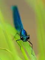 	A2481	 Motlice leskl (Calopteryx splendens)